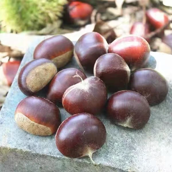 罗田板栗毛栗子油栗锥栗板栗仁即食板栗新鲜孕妇小零食油栗子栗子