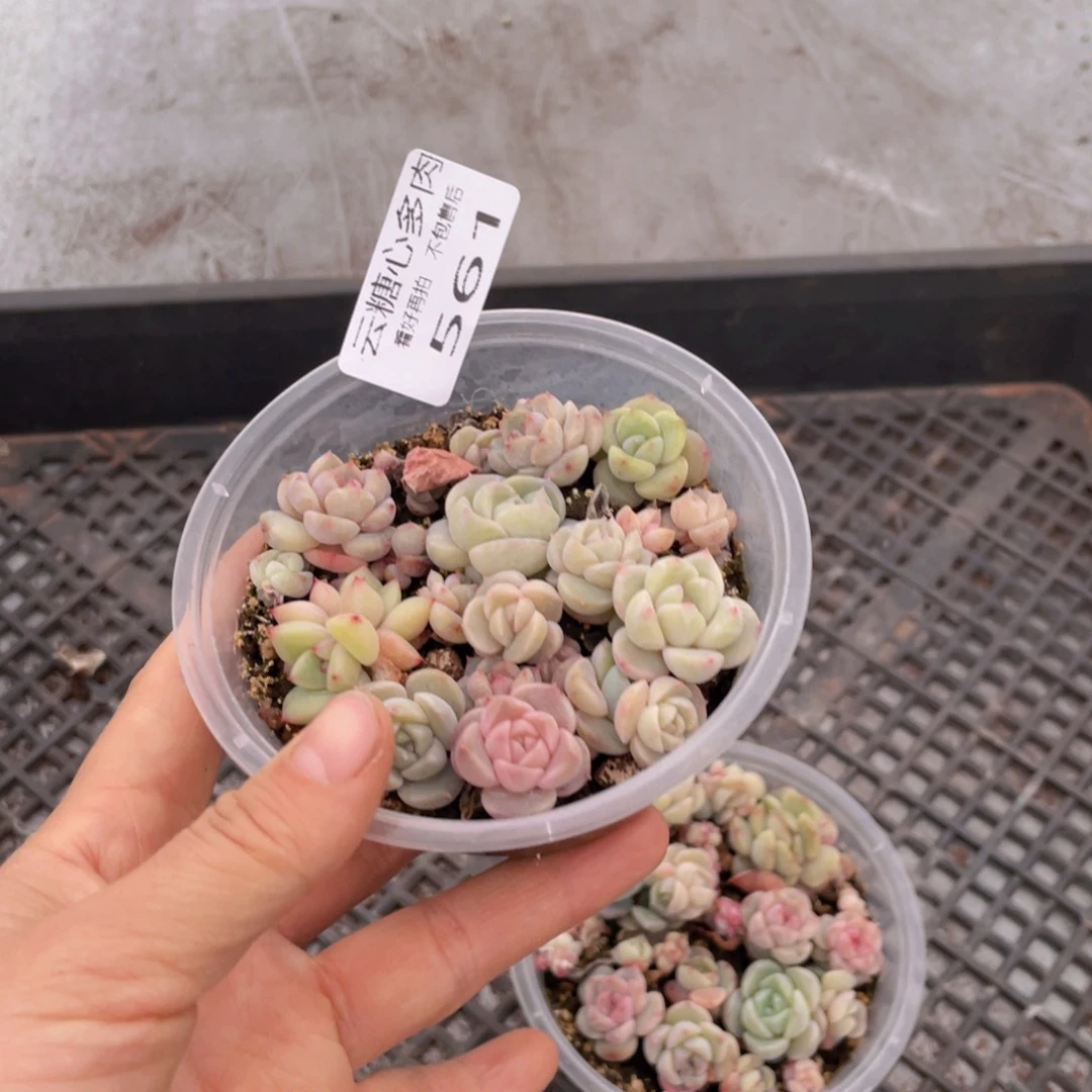 云糖心多肉植物561