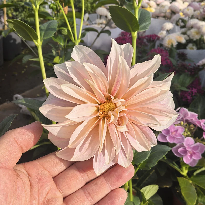 超级大丽花(大花型 新品种 花期长 苗情好)庭院阳台开花植物
