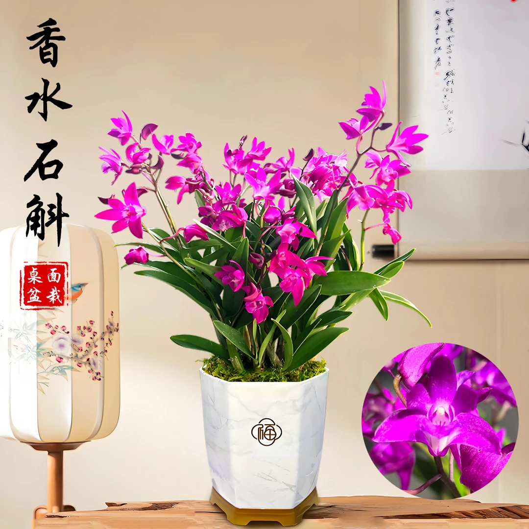 香水石斛兰兰花盆栽现带花苞精品名贵浓香兰花苗室内桌面绿植花卉
