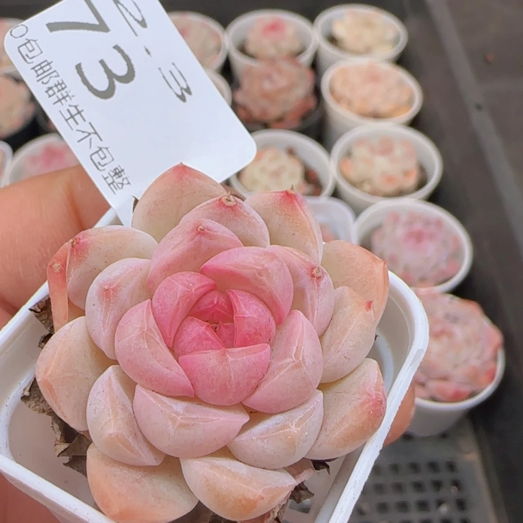 昭**愿白桃汽水单头一颗脱土