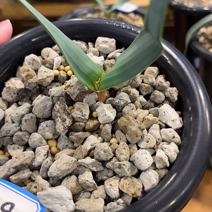 汤圆植物159百岁兰原价180
