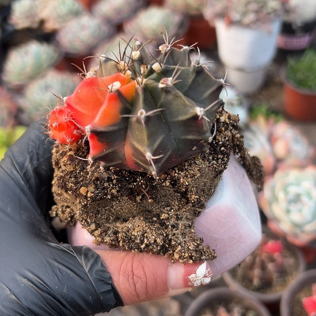 多肉植物多肉植物