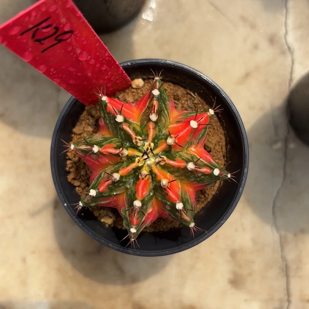 29-0901泰国发货 面包