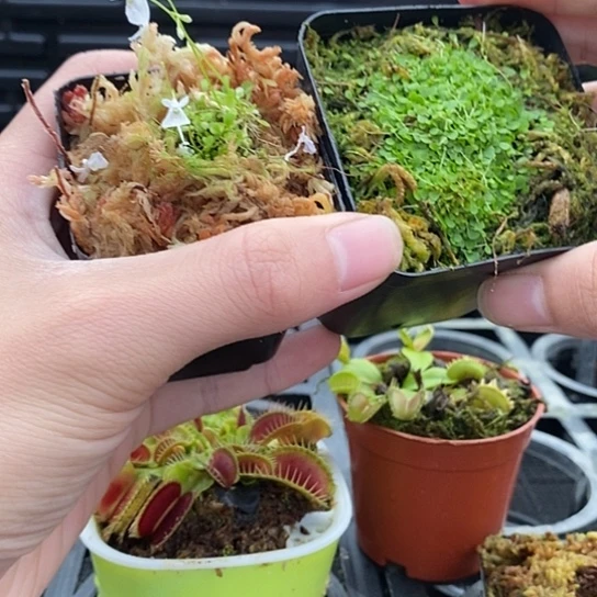 完全开放小白兔 小蓝兔