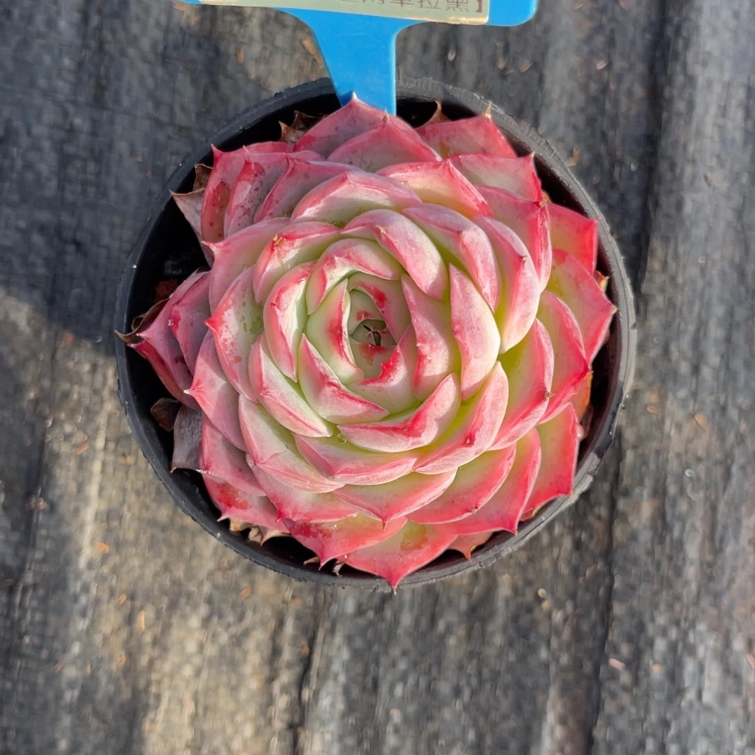 云尘多肉一物一拍805