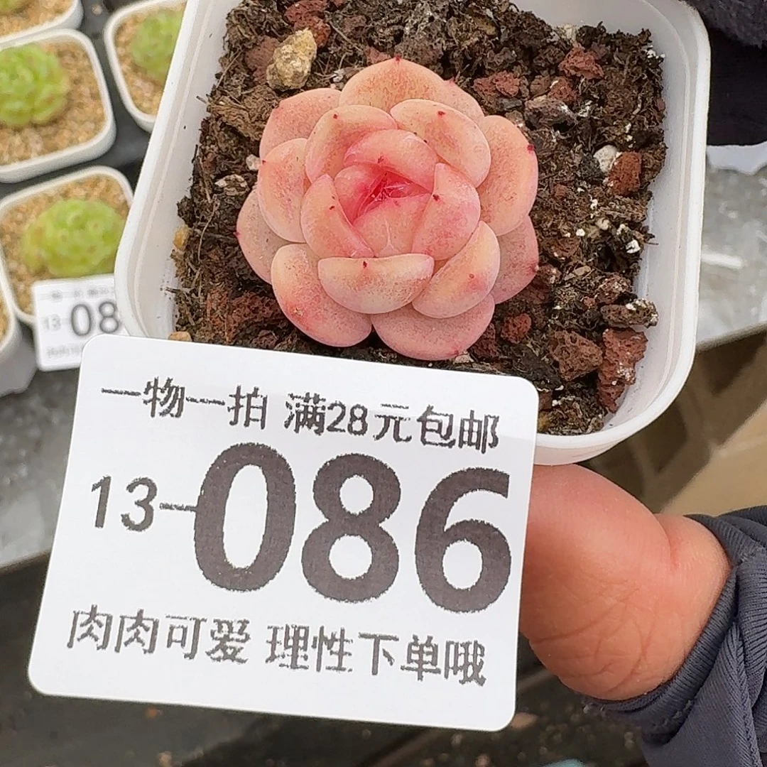 蜜桃甜心无盆无发货无