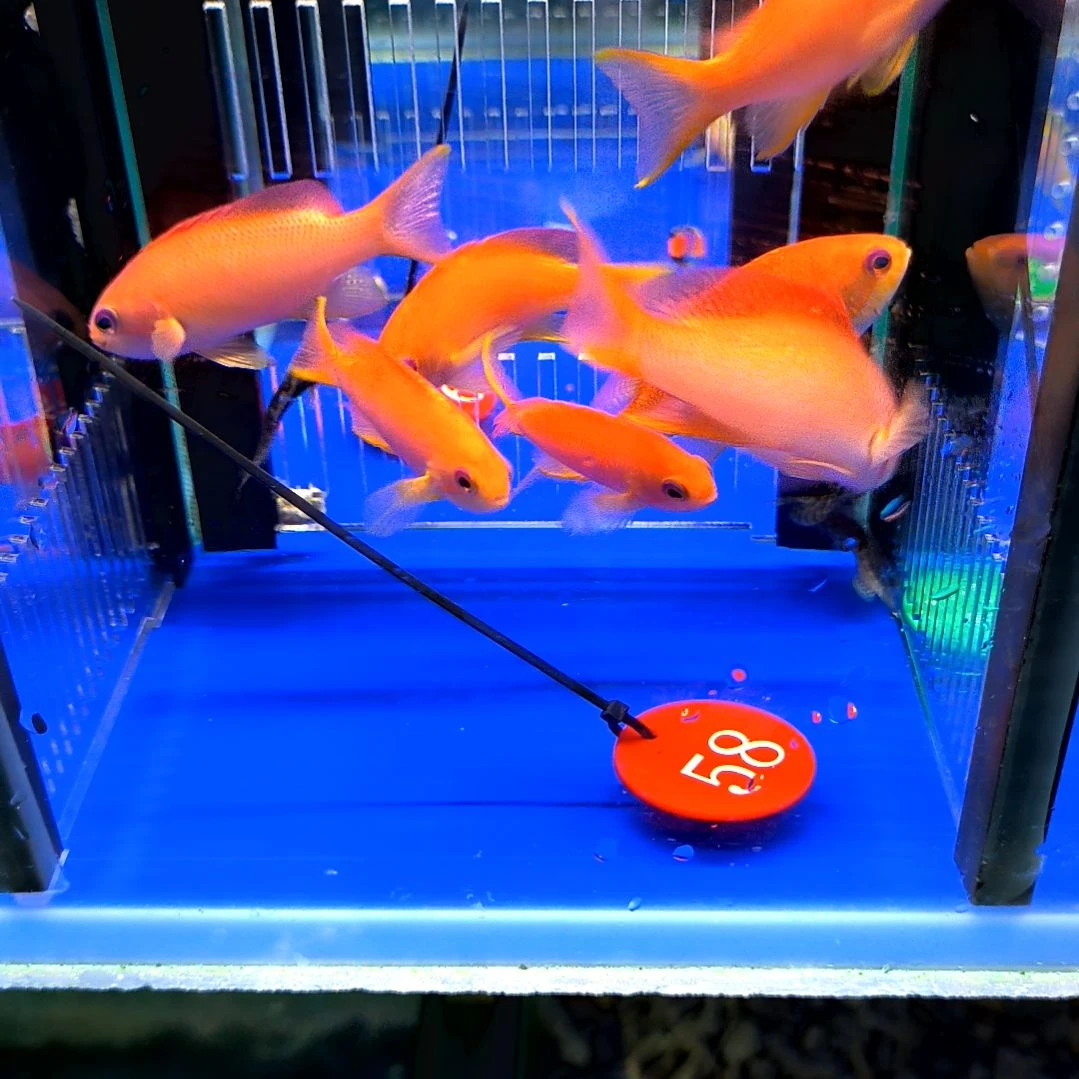 海水鱼蓝眼宝石2条7+/1-6-58