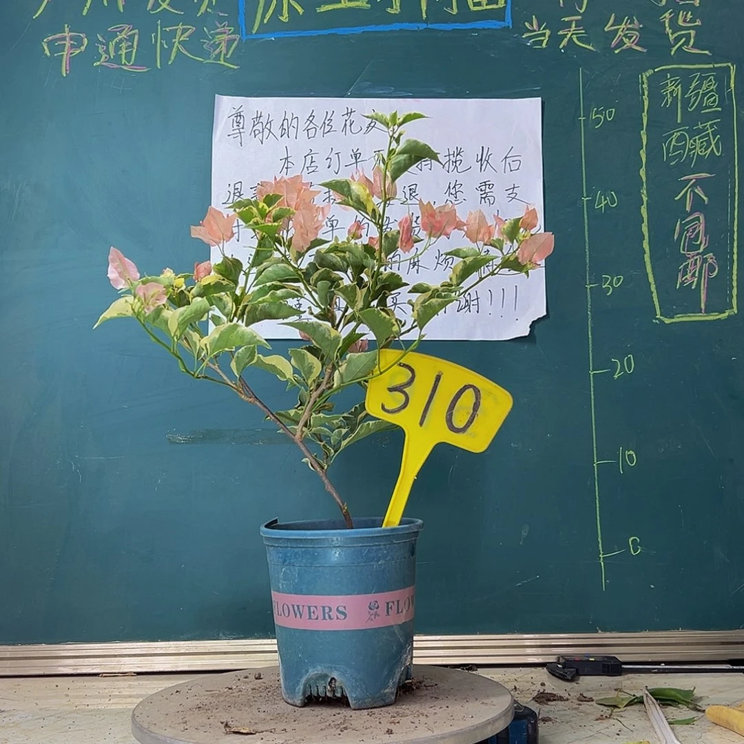 当前无花栽培后可以开花炸 马斯310
