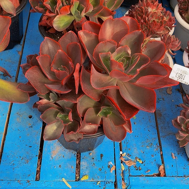 迎***夏     红酒酒杯多肉11053