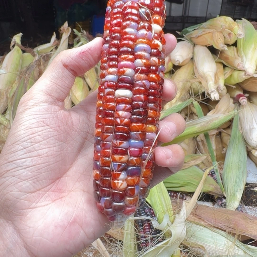 嘉****大叶紫檀（黑酸枝木类）