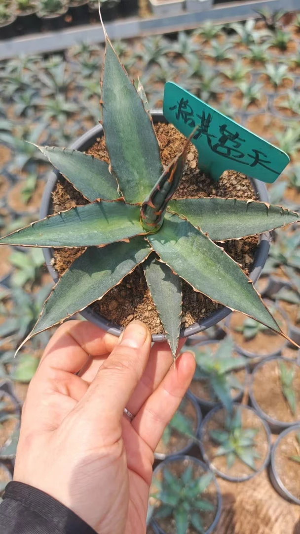 格其蓝天龙舌兰实生小苗Agave xylonacantha  包对版