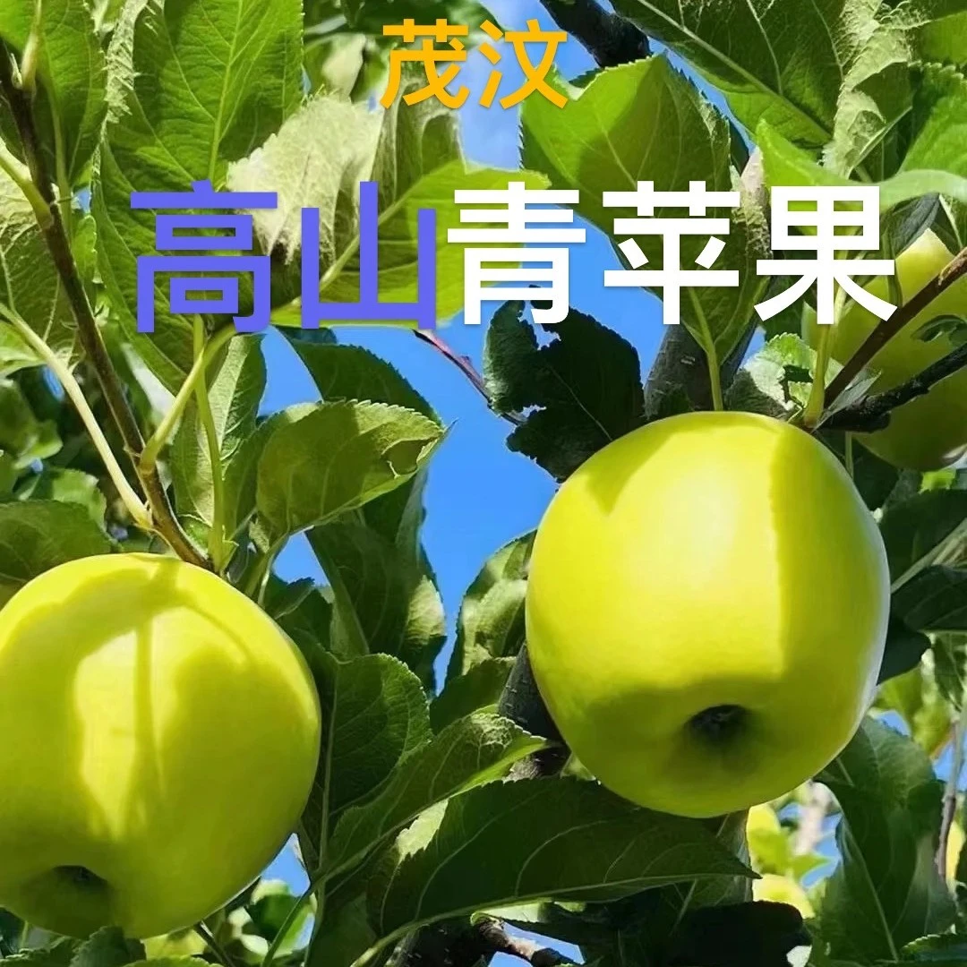 青苹果高山新鲜脆甜应季孕妇头茬现摘产地直发