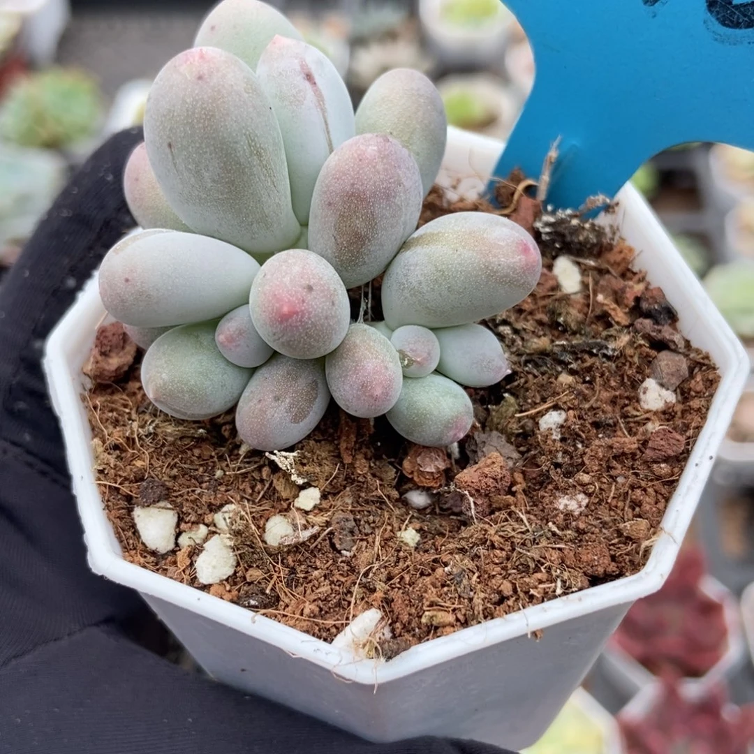 10米可奶多肉植物