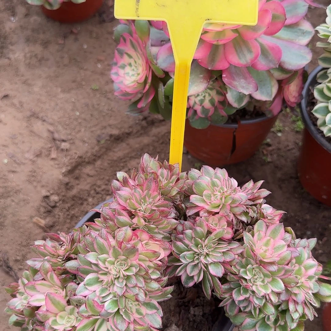 4081-+荔枝缀化老桩