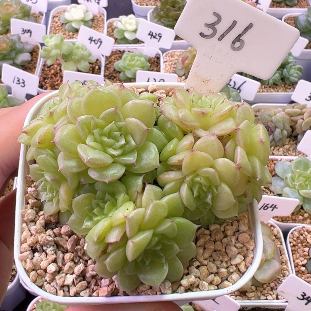 316号凝脂默认散 晗雨多肉