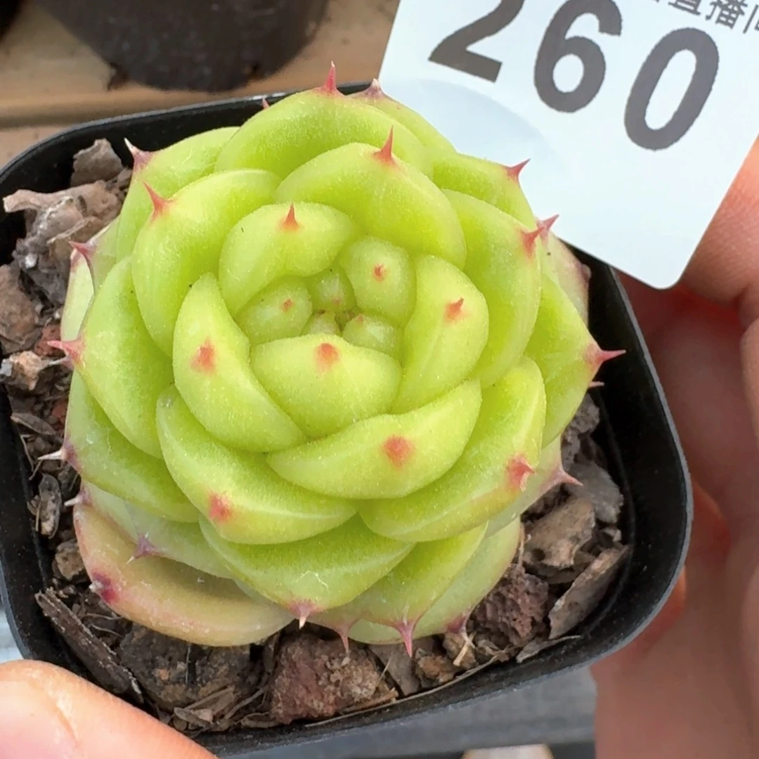 孤品珍妮         多肉植物