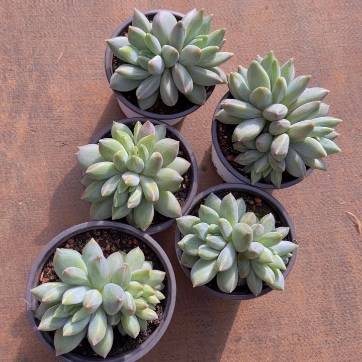 重楼送111111111111111