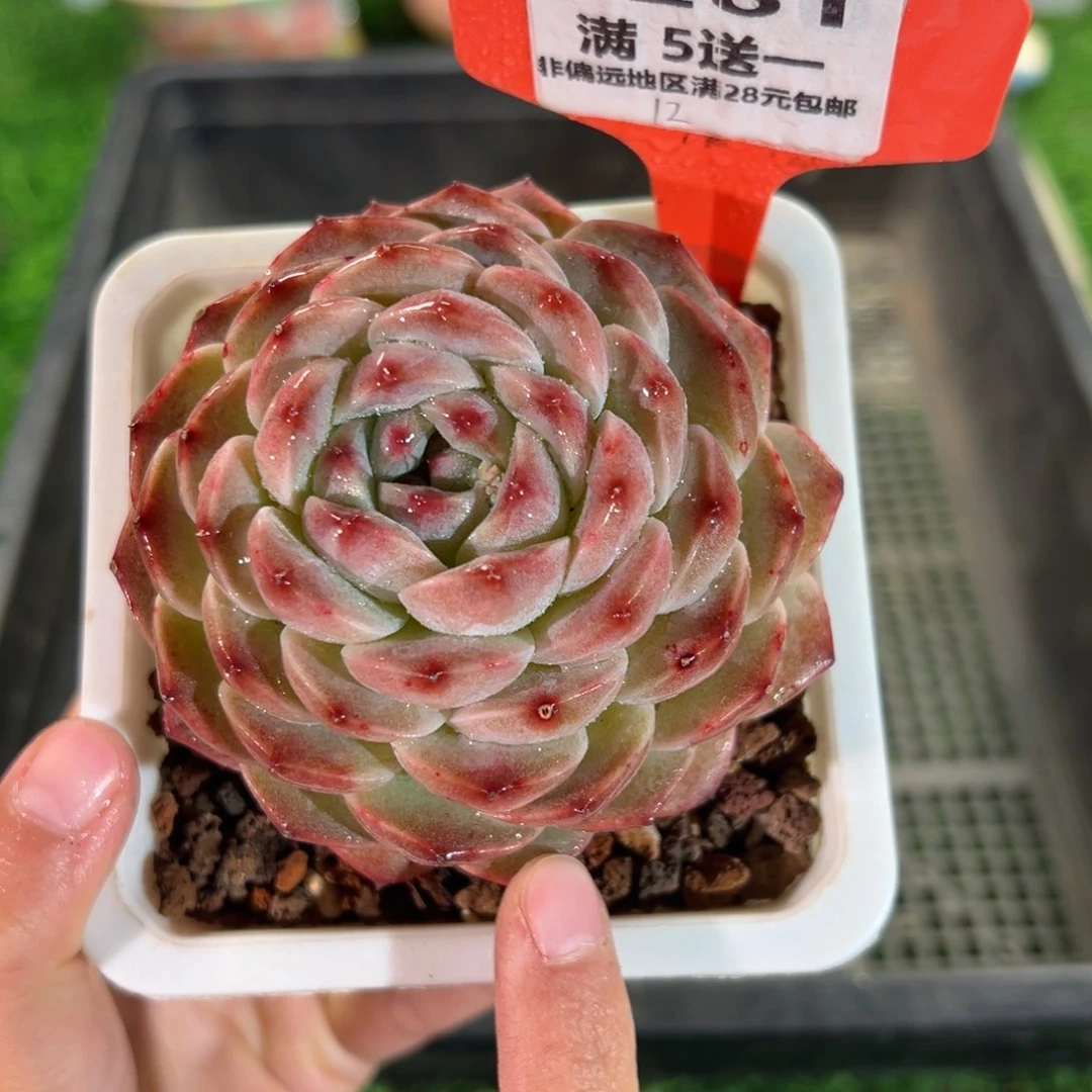 表妹精品多肉6261.