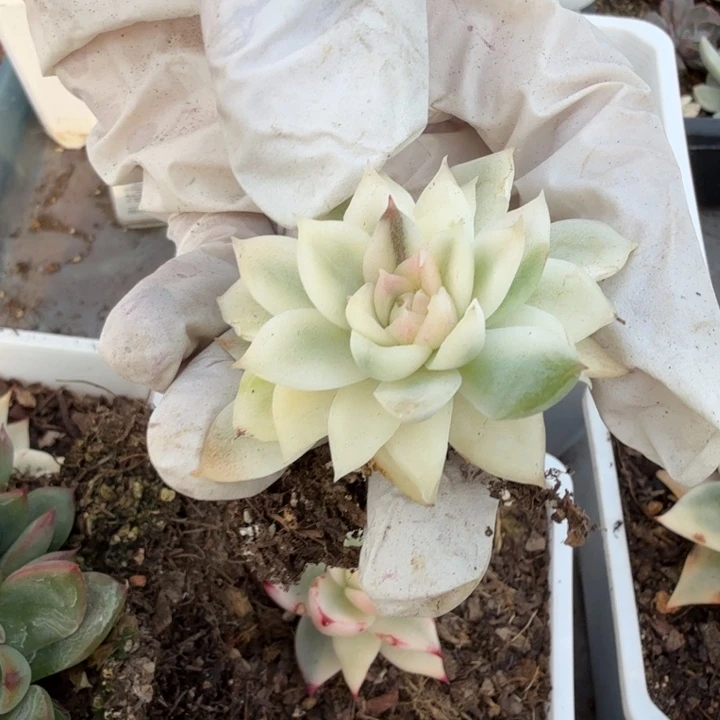 紫薯锦多肉植物精品