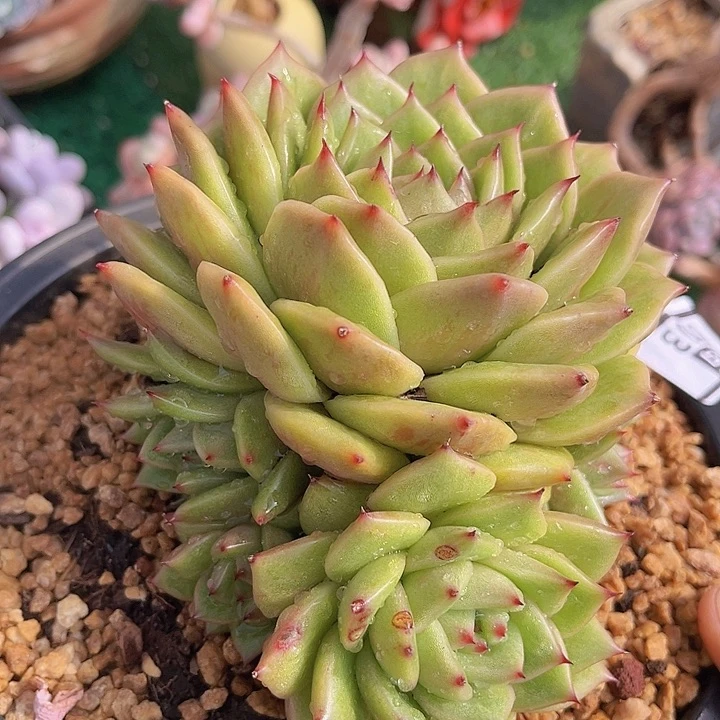 林肯0903多肉植物