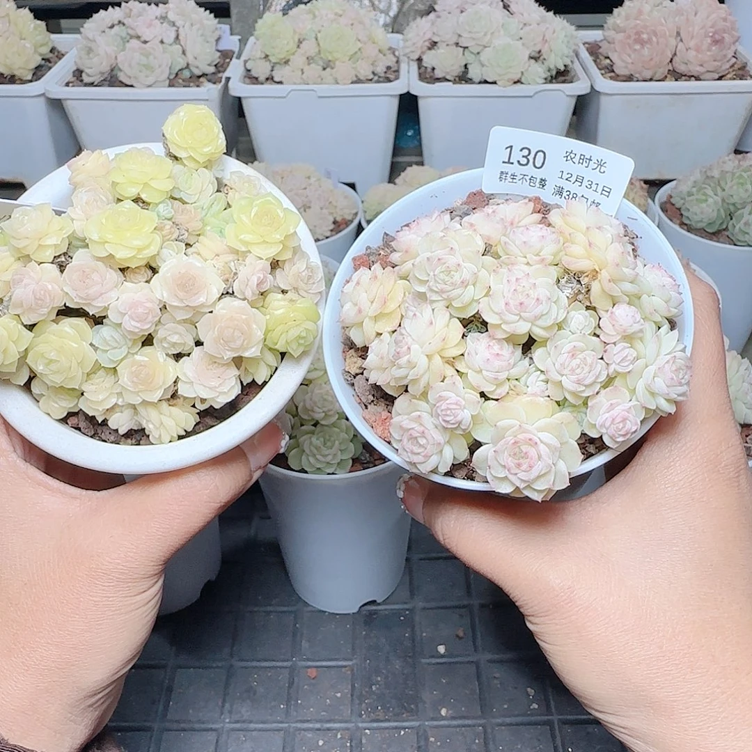 萌***)1231-130m1-179-1麦杆