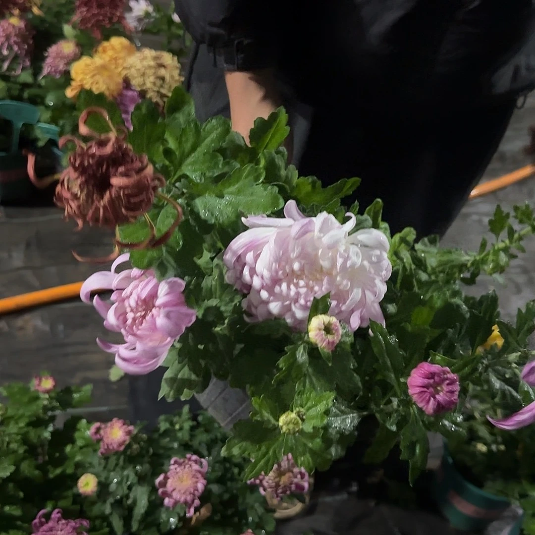 无花朵D111111111111