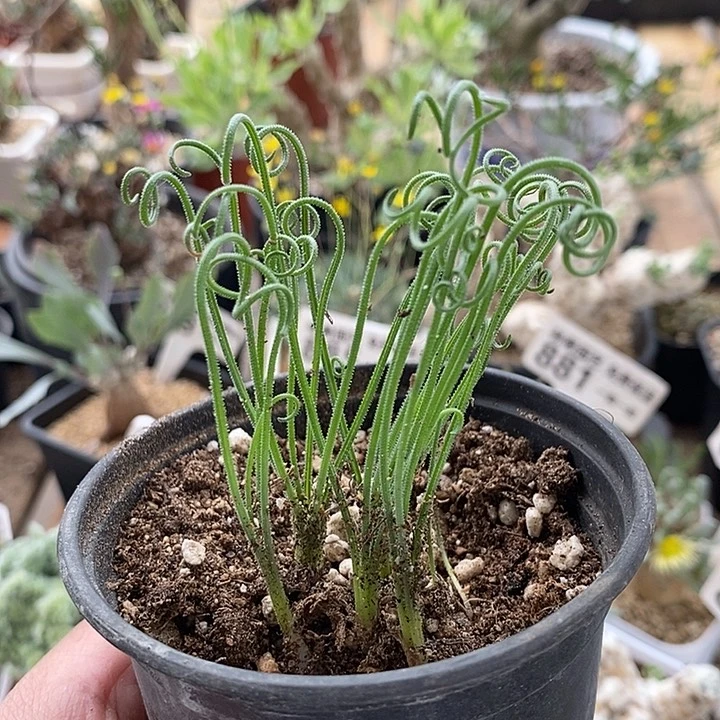 869毛细弹簧草带盆一一