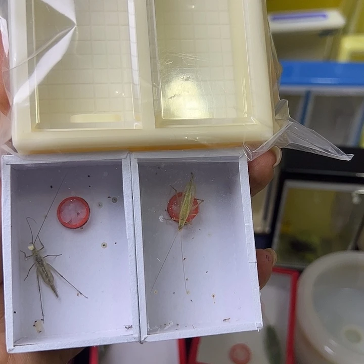 瑞***盈蟋蟀哈哈哈哈哈哈哈哈哈哈哈哈