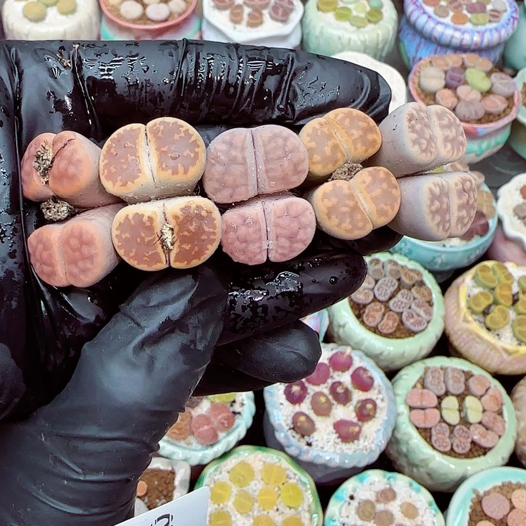 生石花满18包邮1231-53