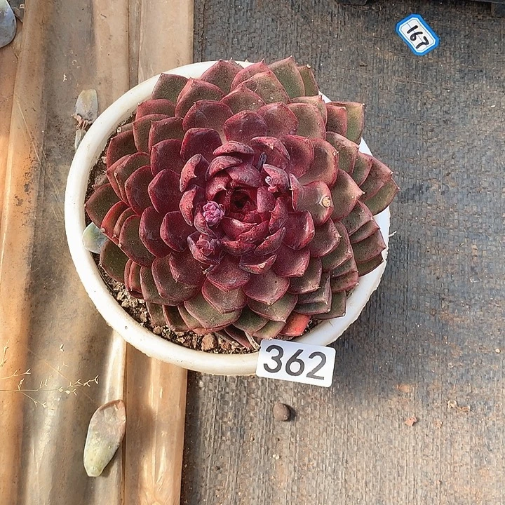 362 一物一拍多肉