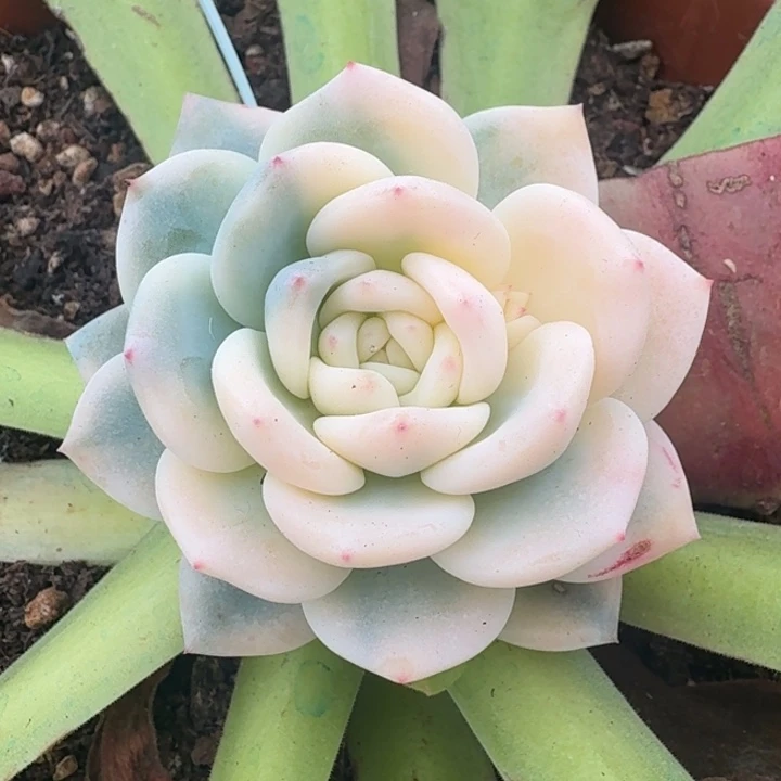 大锦橙梦露锦腹轮锦