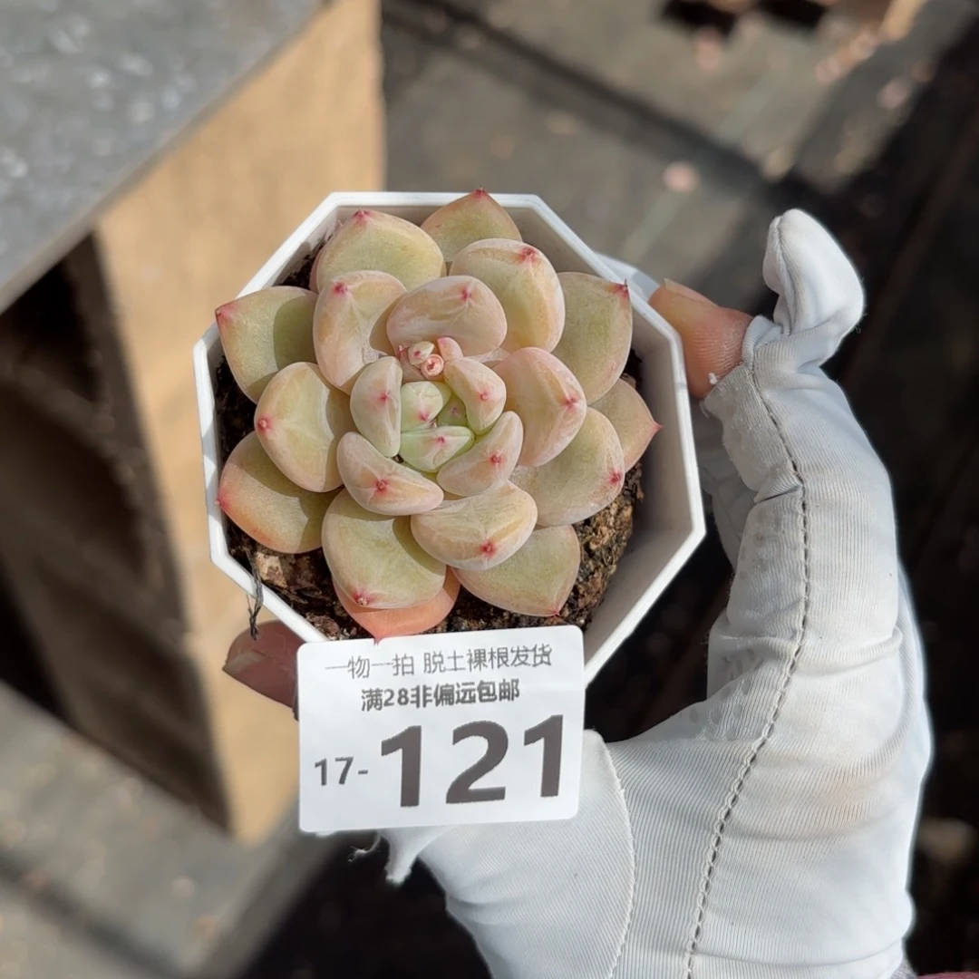 小粉象单头多肉多肉