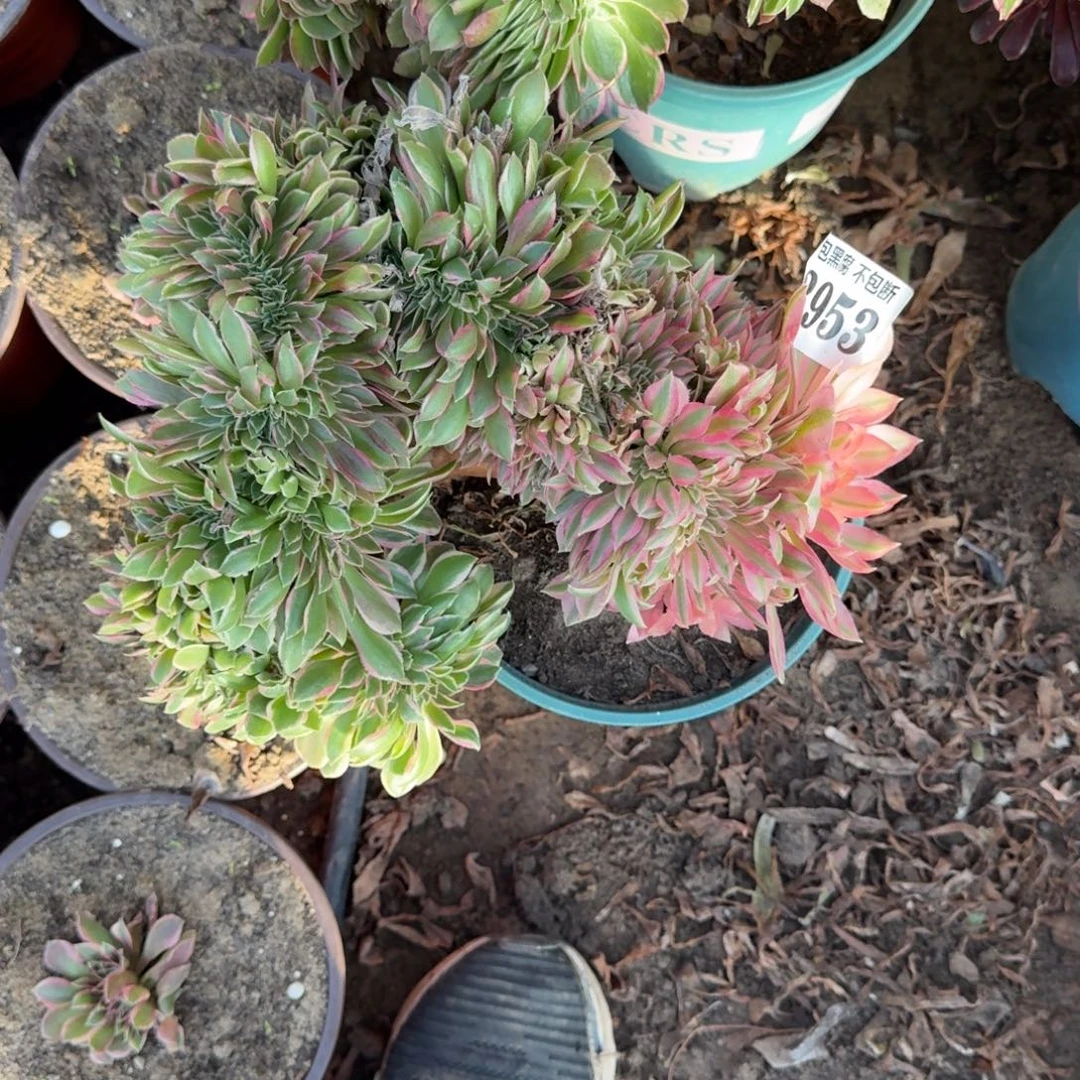 法师女神阴阳缀3953 19-9