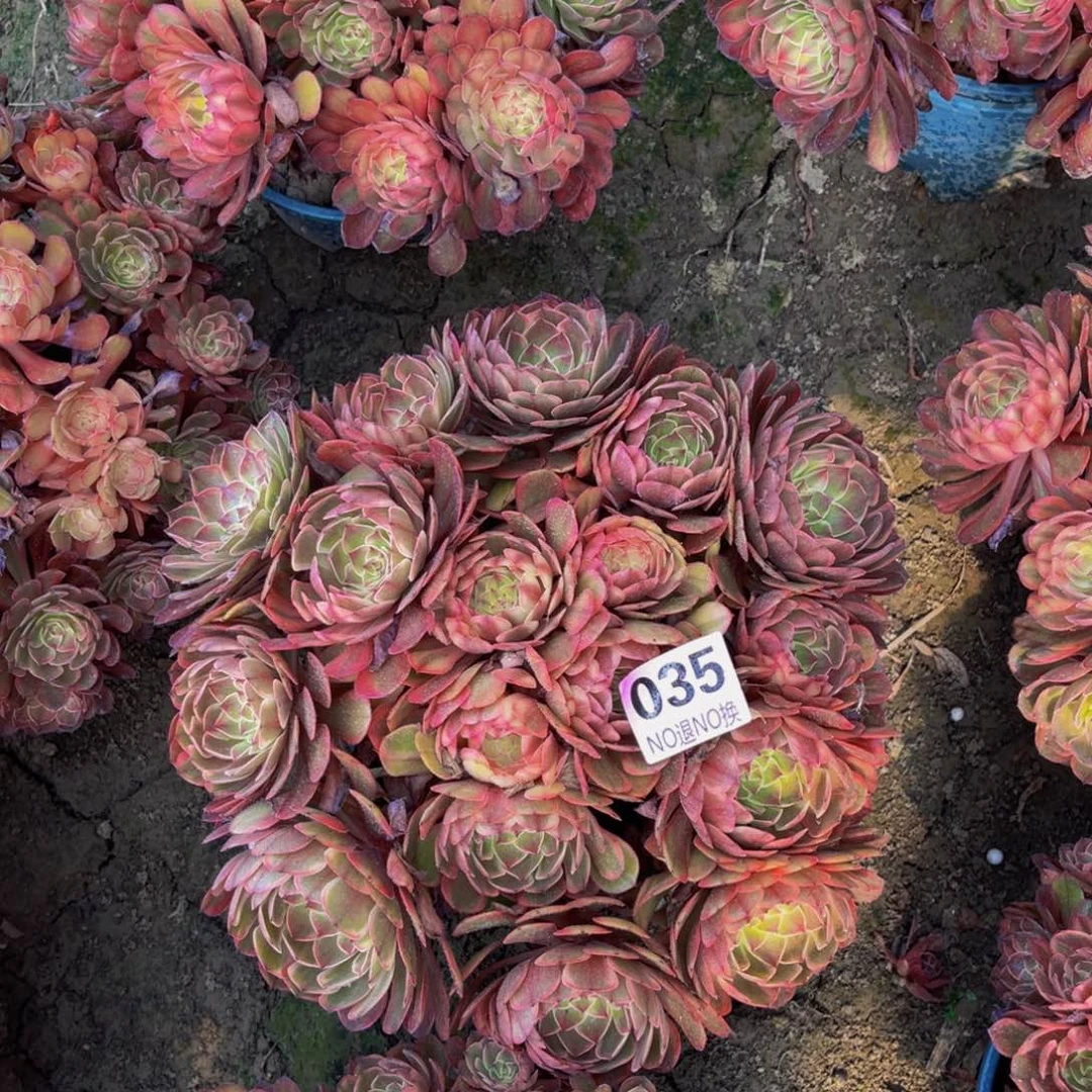 万七彩法师朵朵6-42