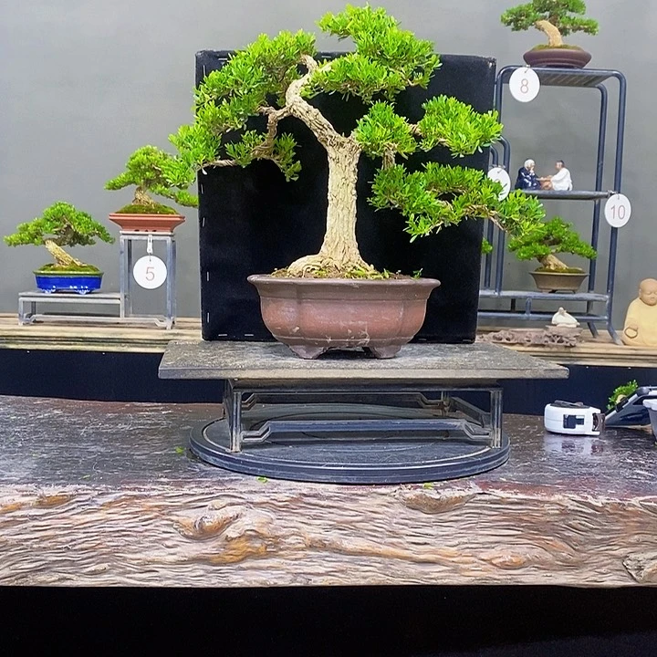 无花朵黄杨盆景四季常青不落叶