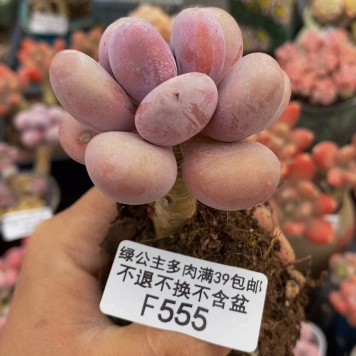 蛋黄奶老桩555多肉植物