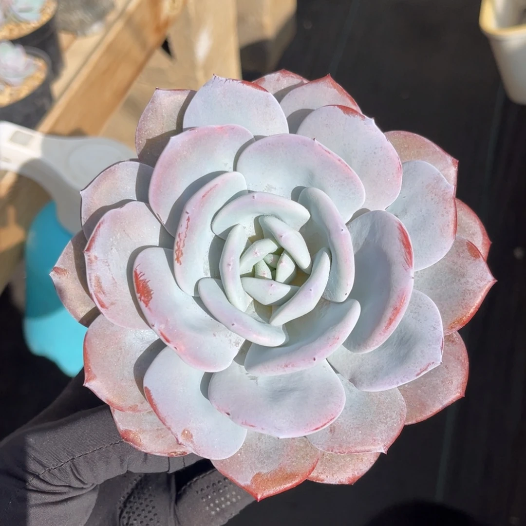 奶茶一物一拍不支持退换