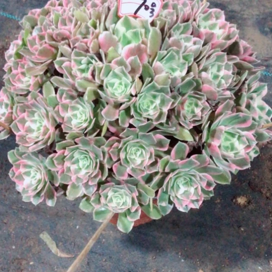 晚***。无花朵女妖法师多肉植物70号