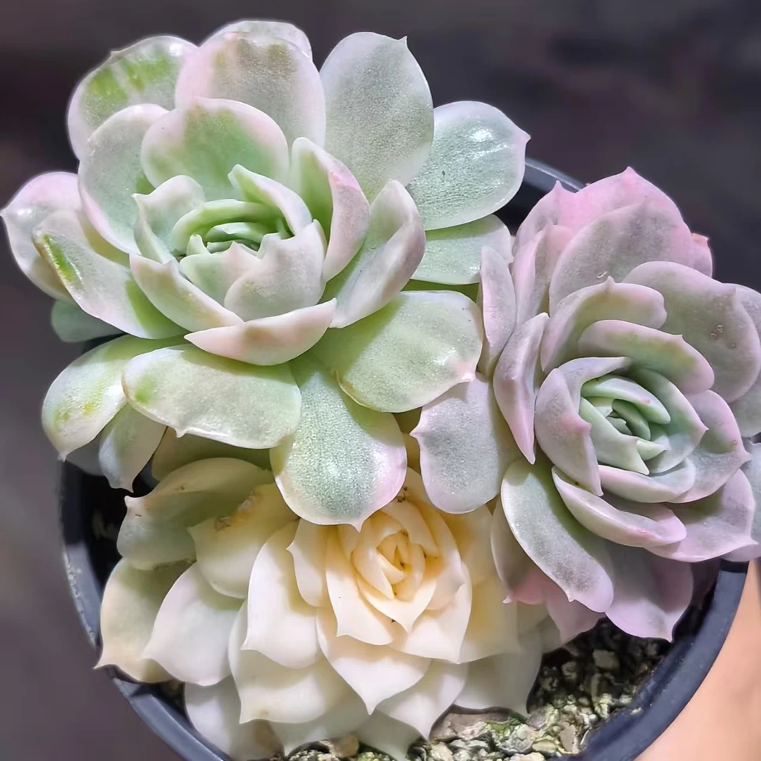 【昂斯诺锦】 多肉植物 绿植盆栽