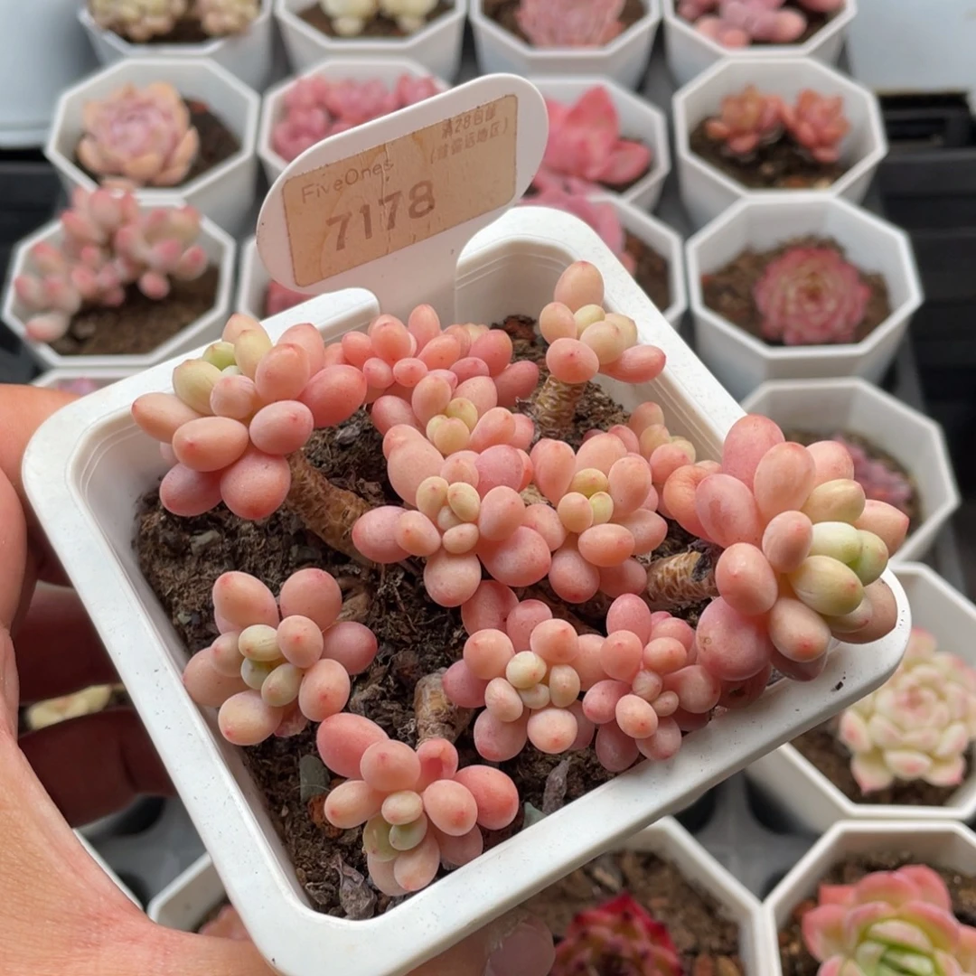 鱼子酱7178-10厘米