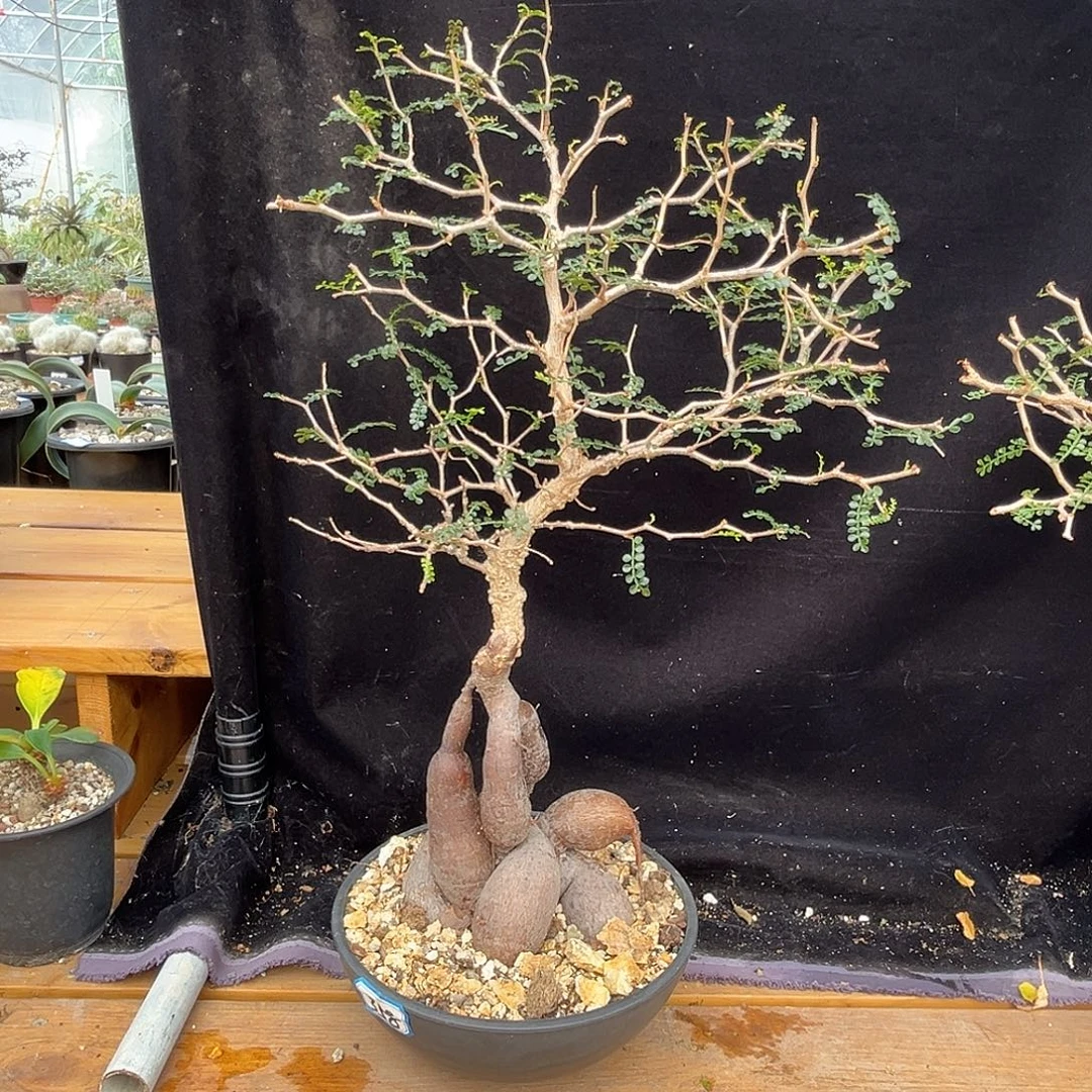 潮流植物象足漆树，盘腿