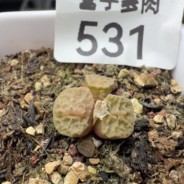 方烧1410.657    带盆土