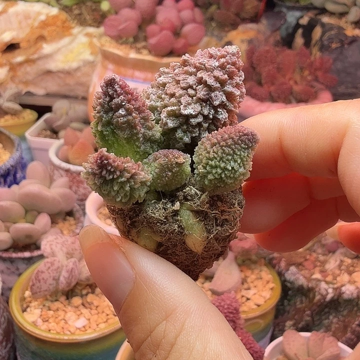 莲***水蜜桃的味道真的很好闻