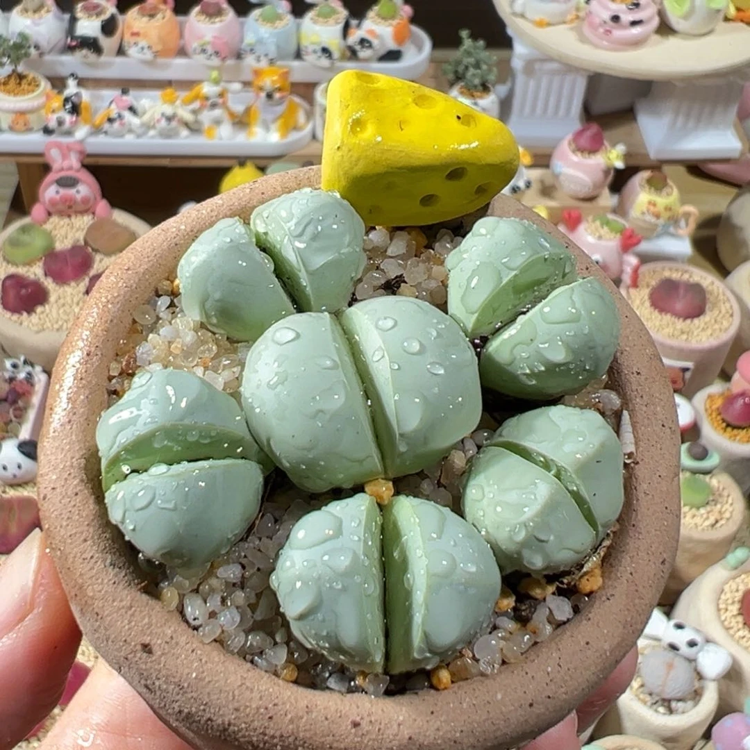 多肉植物97号元宝