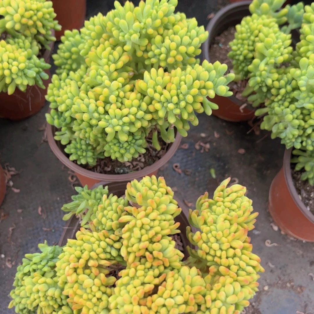 春萌缀整装整群两盆