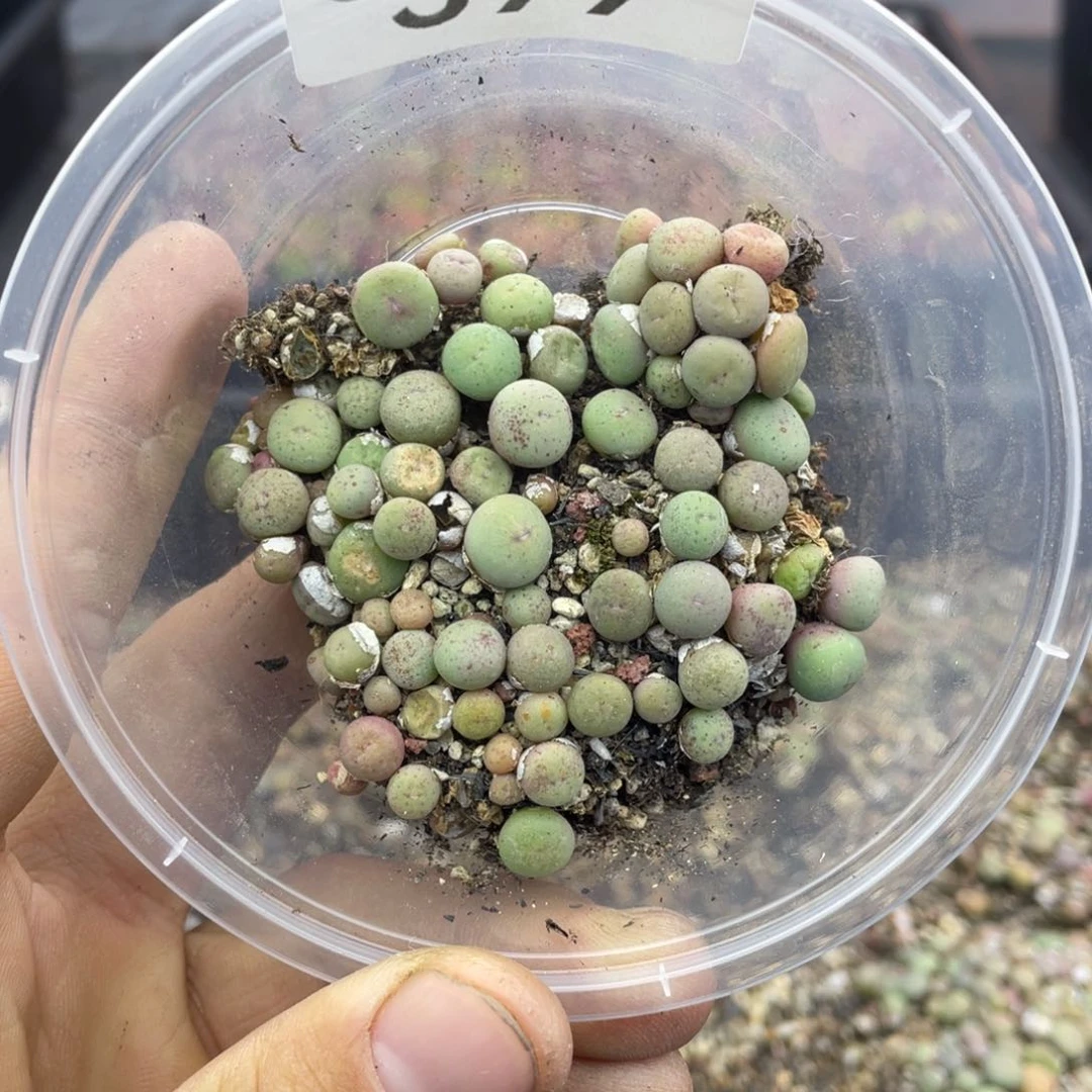 红陶000000000000399