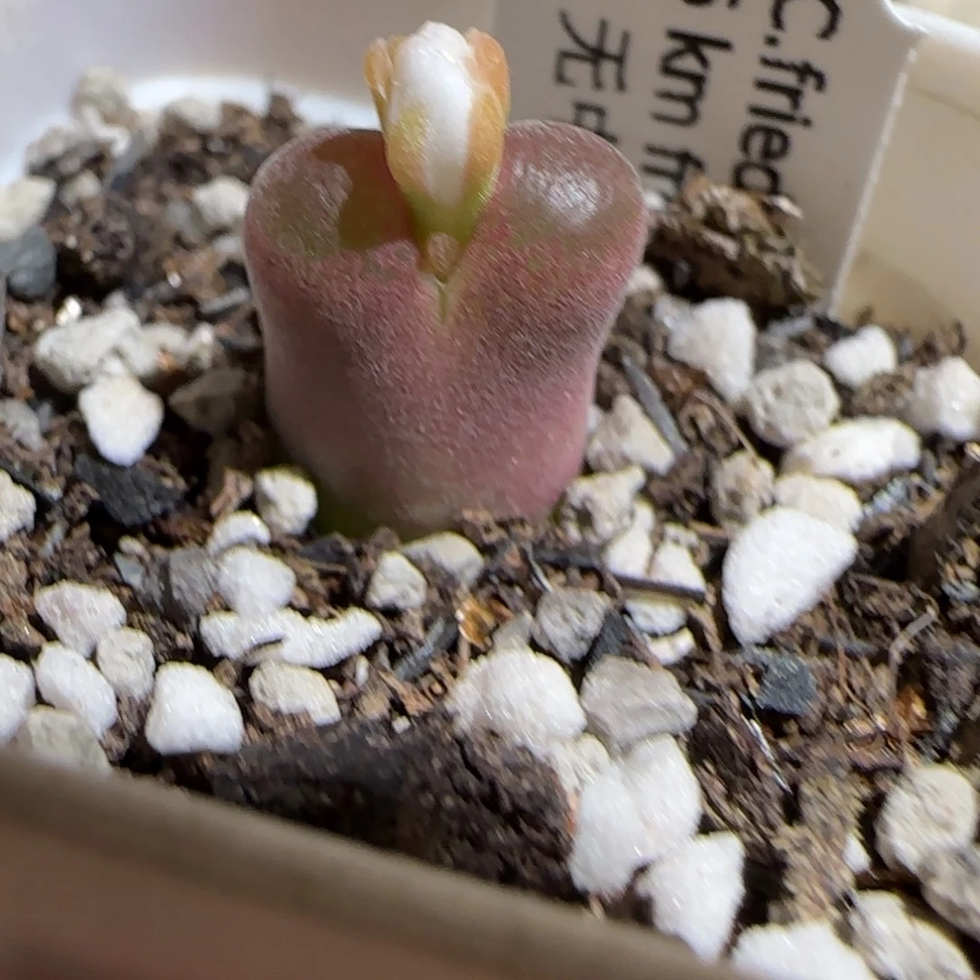 肉锥多肉植物组合-6km风铃1535