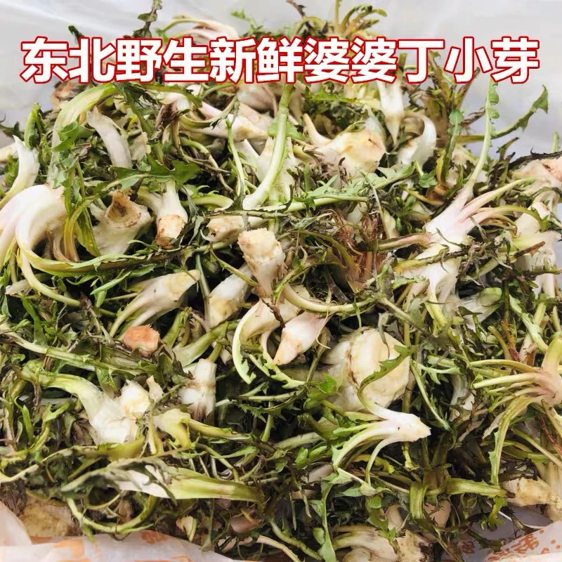 东北野生婆婆丁小芽 带根蒲公英嫩芽蘸酱菜包邮顺丰