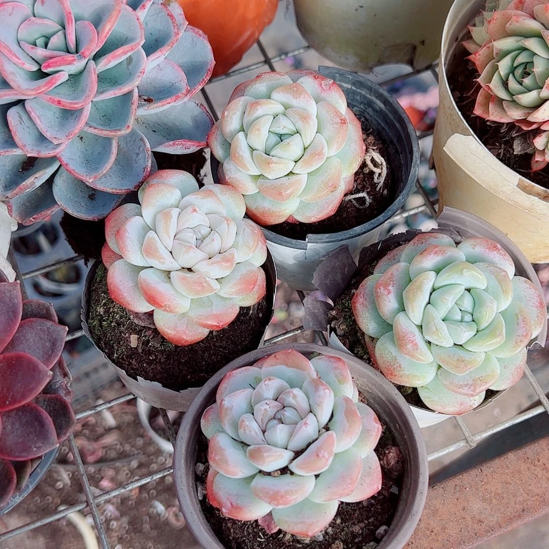 冰玉玉蝴蝶大单头精品特价四盆